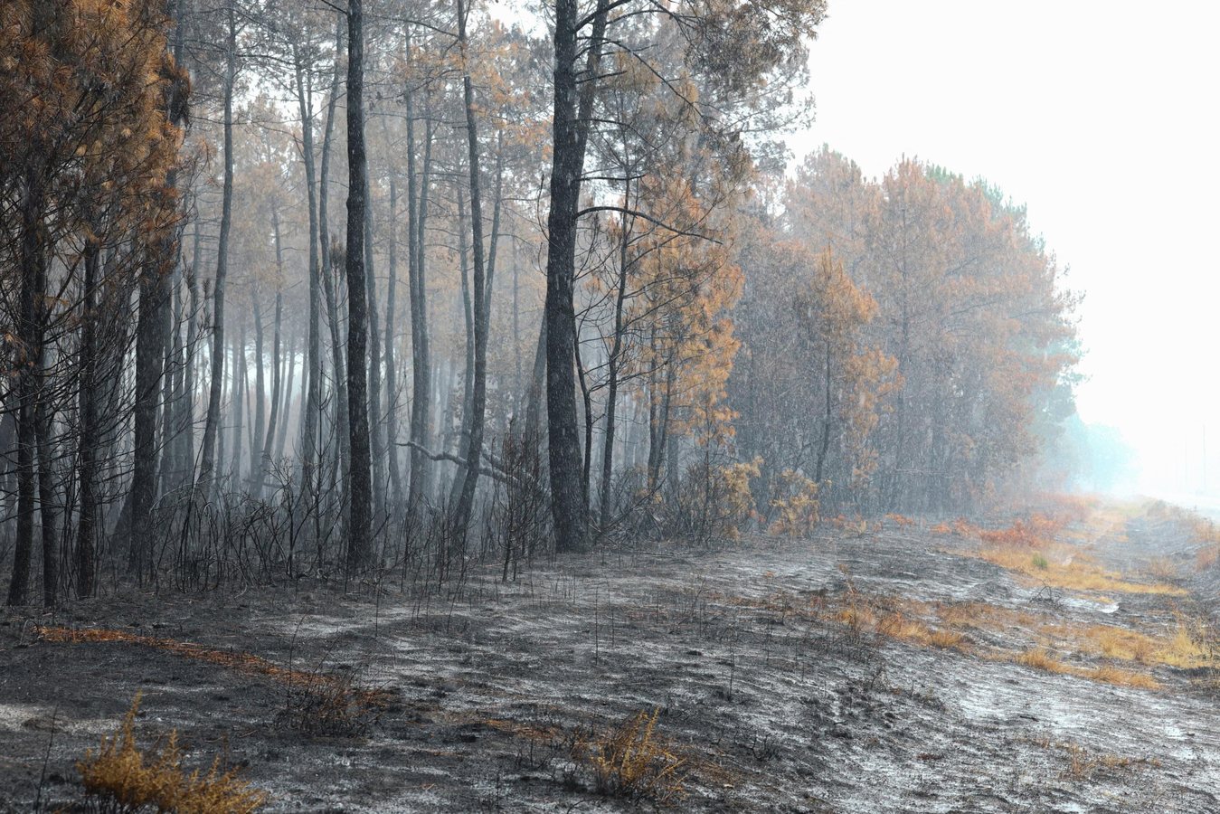 Laurent Nuñez annonce 402 interpellations et 14 000 départs de feu en France