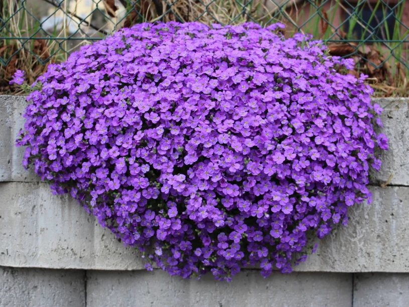 Planter l'aubriète à l'automne offre des tapis fleuris dès le printemps