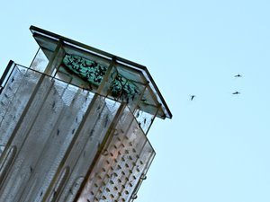 Toulouse renforce sa lutte contre les moustiques avec 100 000 mâles stériles lâchés chaque semaine