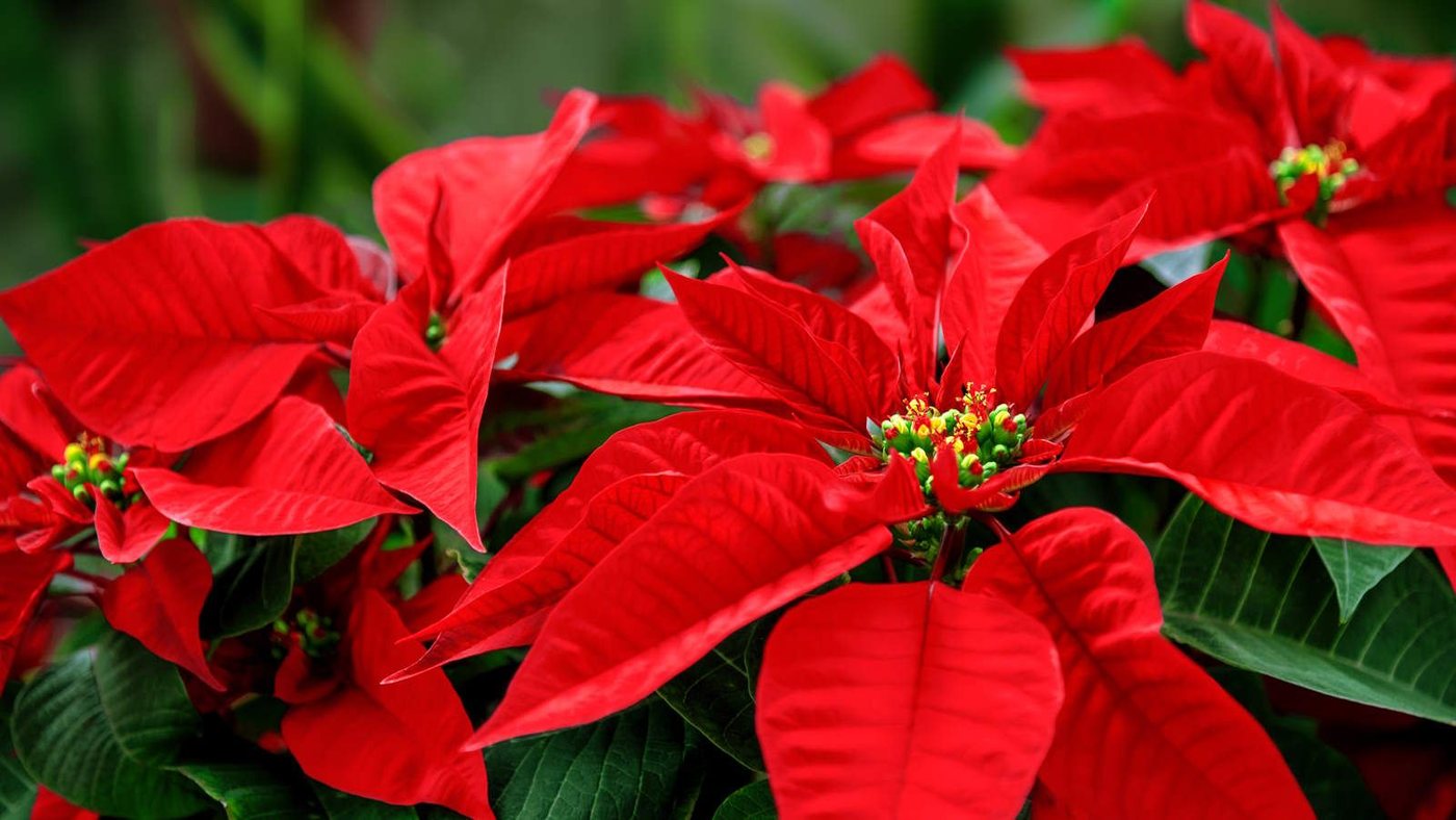 Le poinsettia demande des soins précis en octobre pour fleurir à Noël