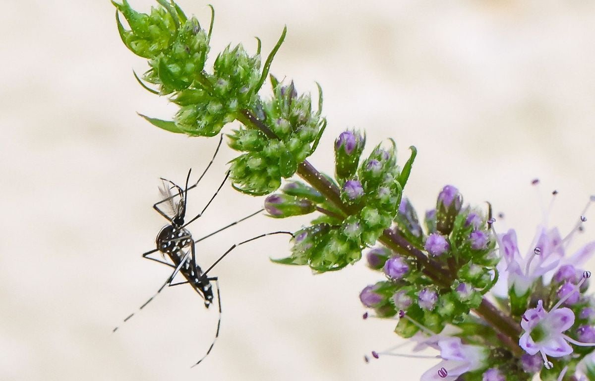 De nouveaux cas de chikungunya, de dengue et du virus du Nil détectés dans le sud de la France