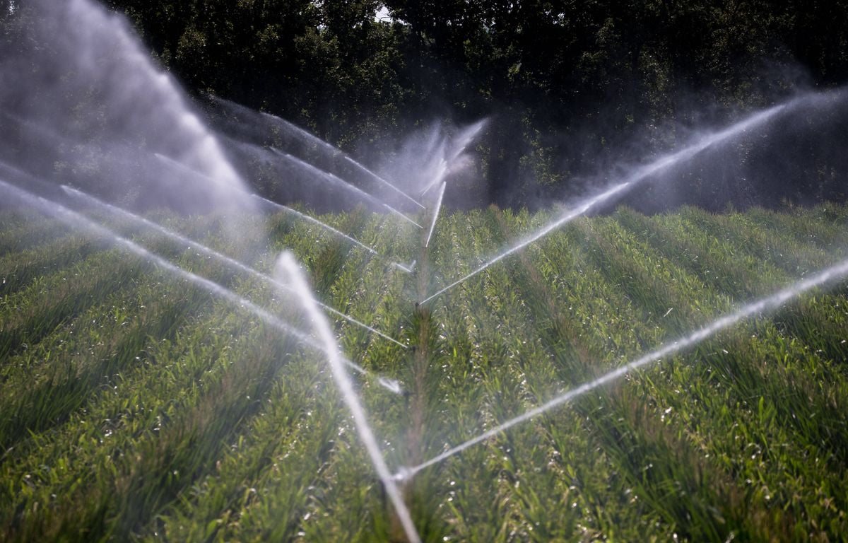 Loi d'urgence agricole : des ONG dénoncent une « prise d'otage » de l'eau au profit de l'agriculture