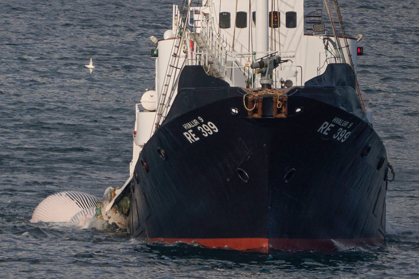 Pourquoi l’Islande a dit non à l’Union européenne, et quel rôle joue la pêche